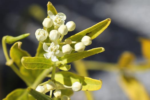White butterfly weed buds on a stalk in spring.
