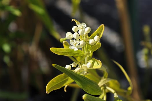 White butterfly weed buds on a stalk in spring.
