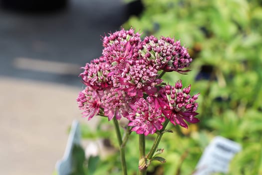 Delicate view of pink masterwort flower heads.