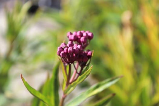 Pink milkweed buds growing in the garden.