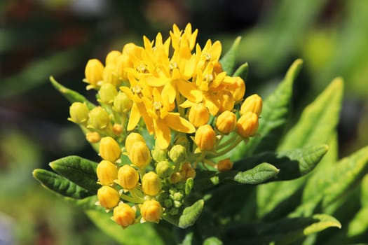 Yellow milkweed blossoms blooming in the summer.