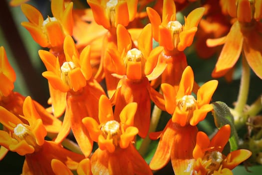 Macro view of orange milkweed blossoms blooming.