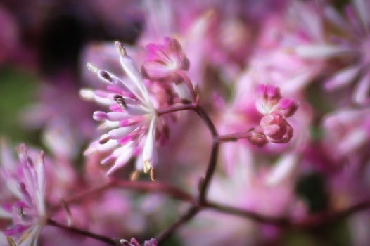 Delicate pink petals blooming on a meadowrue plant.