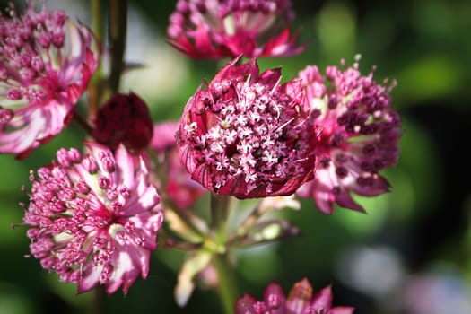 Delicate closeup view of pink masterwort flower heads.