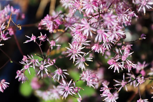 Closeup view of meadowrue flower clusters in spring.