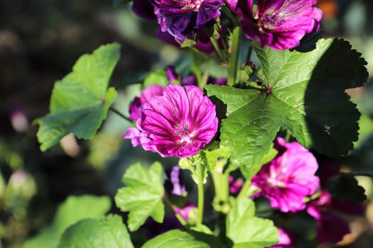 Closeup view of the purple petals on a mallow plant.