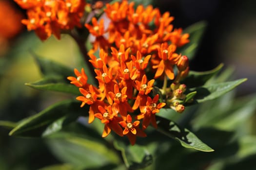 Closeup view of orange milkweed blossoms blooming.