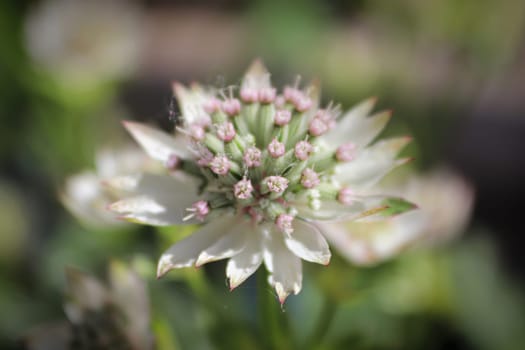 Macro view of pink and white masterwort flowers.