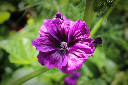 Closeup view of the purple petals on a mallow plant.