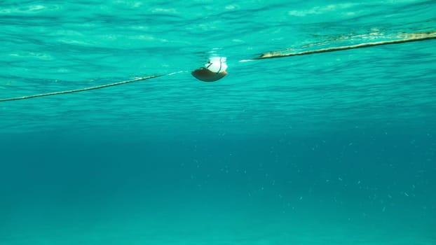 Underwater photo - swimming towards rope with sea buoy, shoal of small fish on the right. Abstract marine background.