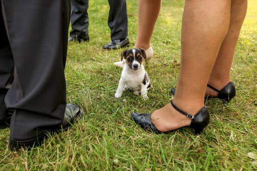 Small Jack Russell terrier puppy standing on the grass, adults legs in formal shoes and pants around.