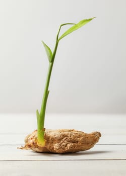 Dry ginger (Zingiber officinale) root with green sprout on white boards and background.