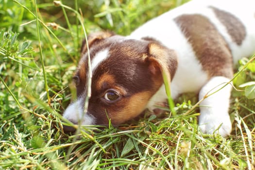 7 weeks old Jack Russell terrier puppy playing in sun lit grass, detail on head looking into camera.