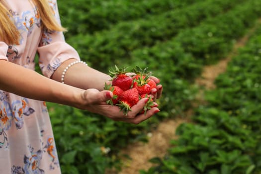 Young woman hands holding freshly harvested strawberries, self picking strawberry field in background.