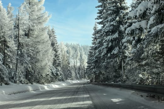View from driver's seat, driving through winter forest road, snow covered pine trees on both sides, sun and clear sky over hill in distance.