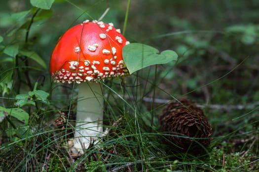 Small red Amanita muscaria mushroom in the moss and grass, pine cone next to it.