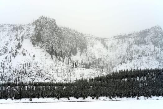 Douglas Fir covered with snow in Yellowstone National Park
