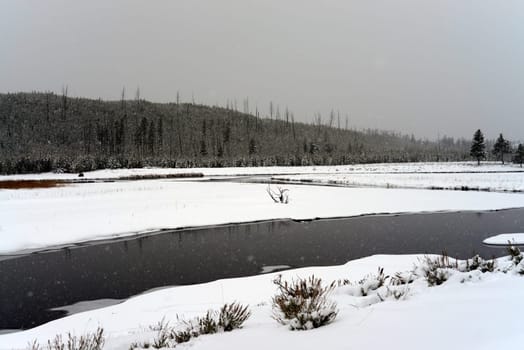 Douglas Fir covered with snow in Yellowstone National Park Madison River