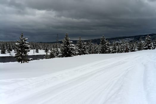 Douglas Fir covered with snow in Yellowstone National Park