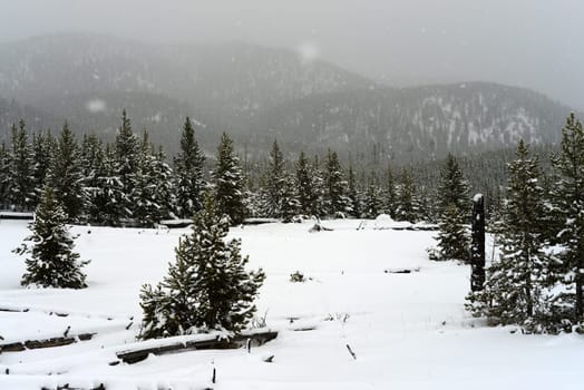 Douglas Fir covered with snow in Yellowstone National Park