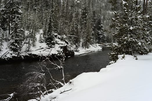 Douglas Fir covered with snow in Yellowstone National Park Madison River
