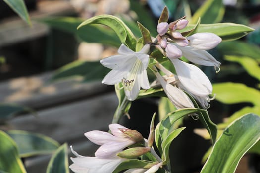 Delicate pink blossoms on a hosta plant.