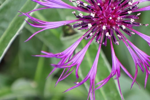 macro top view of a purple knapweed flower.
