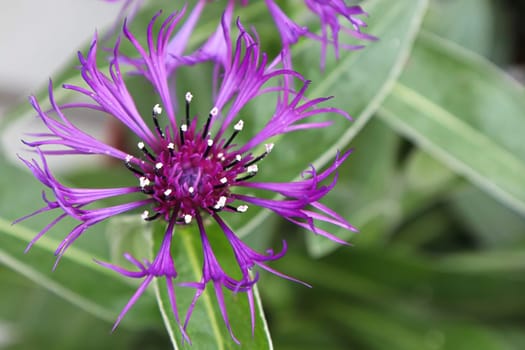 Closeup side view of a purple knapweed flower.