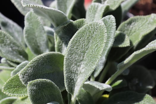 Closeup of the fuzzy leaves on a lambear plant.