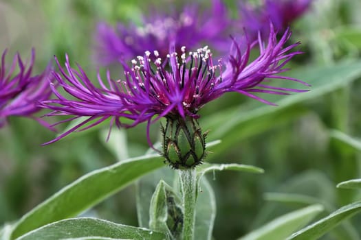 macro side view of a purple knapweed flower.