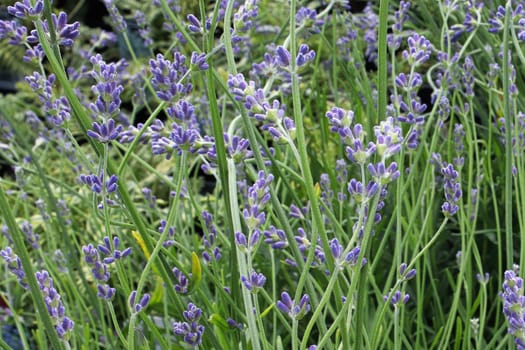 Side view of lavender growing in the garden.