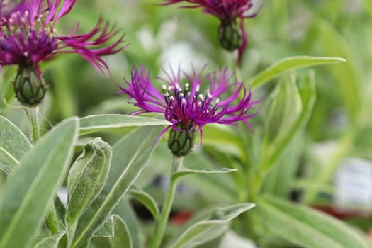 Closeup side view of a purple knapweed flower.