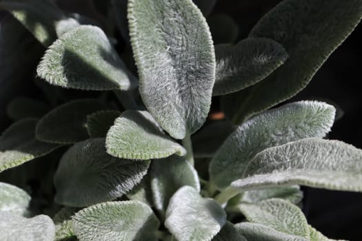 Closeup of the fuzzy leaves on a lambear plant.