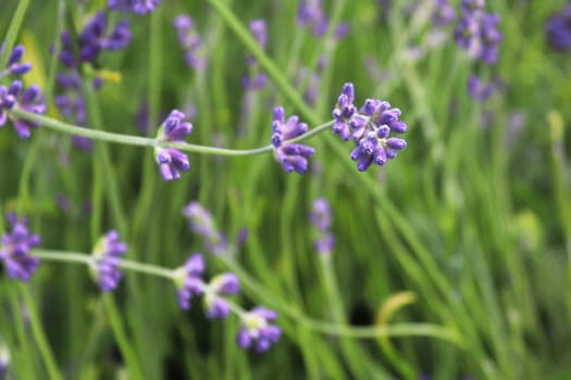 Side view of lavender growing in the garden.