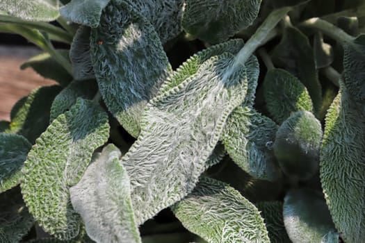 Closeup of the fuzzy leaves on a lambear plant.