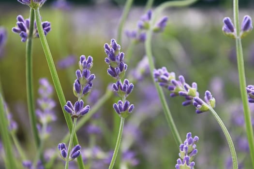 Side view of lavender growing in the garden.