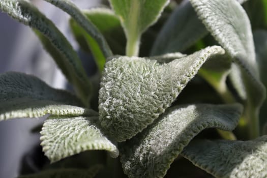 Closeup of the fuzzy leaves on a lambear plant.