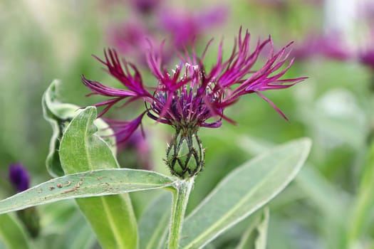 Closeup side view of a purple knapweed flower.