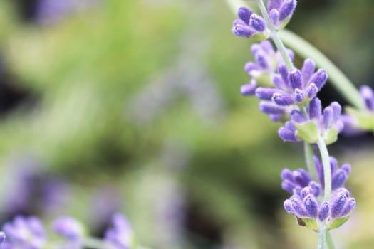 Macro side view of lavender growing in the garden.