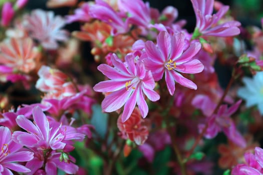 Closeup view of the delicate petals on a lewisia plant.