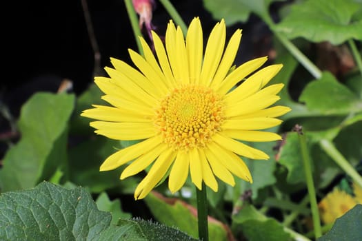 A large yellow flower head on a leopards bane plant.