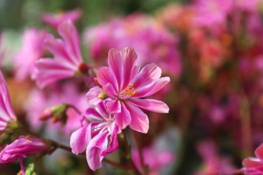 Closeup view of the delicate petals on a lewisia plant.