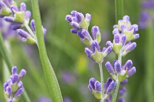 Macro side view of lavender growing in the garden.