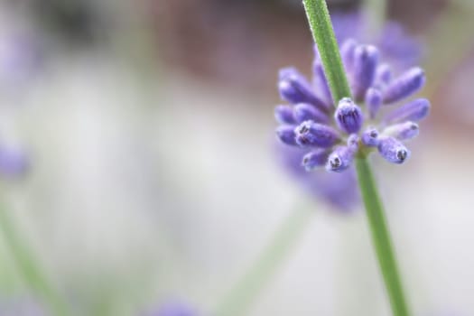 Macro side view of lavender growing in the garden.