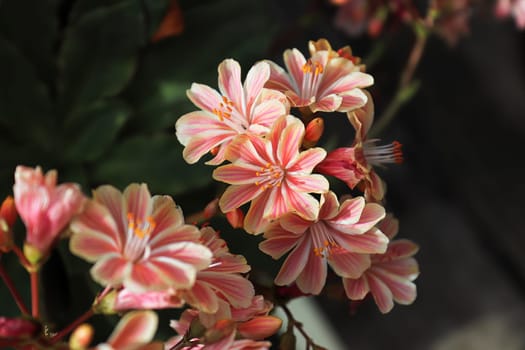 Closeup view of the delicate petals on a lewisia plant.