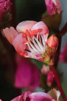 Macro view of the delicate petals on a lewisia plant.