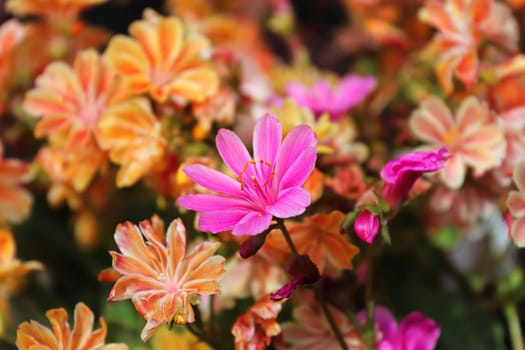 Closeup view of the delicate petals on a lewisia plant.