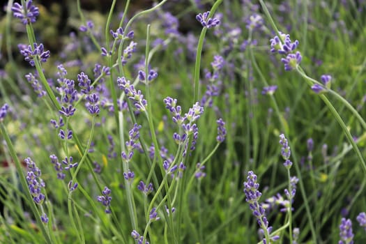 Side view of lavender growing in the garden.
