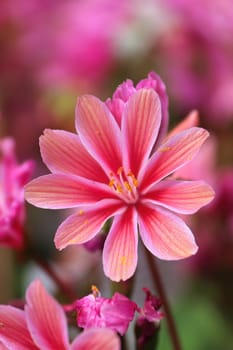 Macro view of the delicate petals on a lewisia plant.