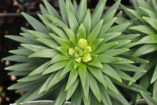 The green spiky foliage on lily plants.
